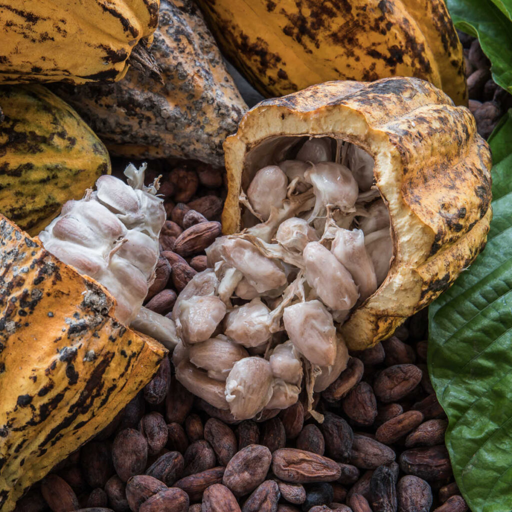Burlap sack full of dried cacao beans